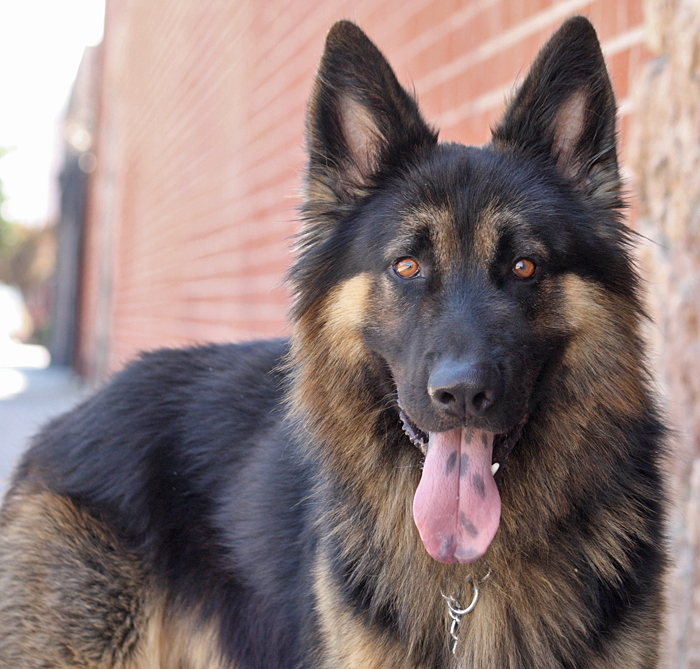 Brody von Bogen is a gorgeous 2 year old long haired German Shepherd.