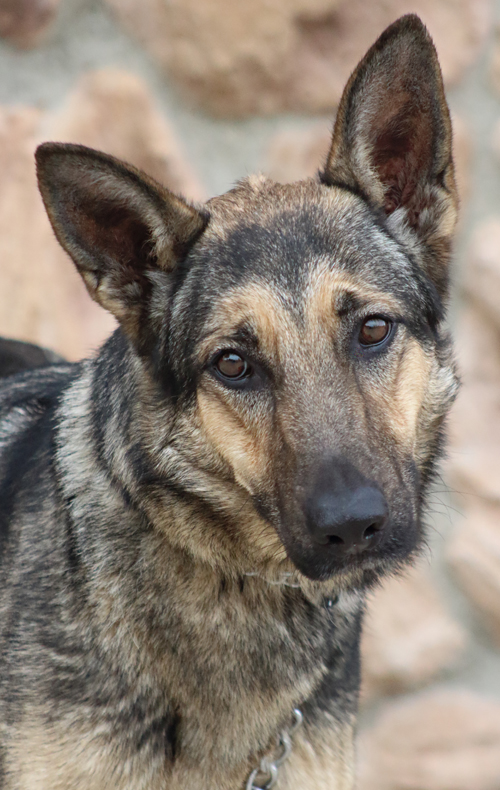 halo german shepherds
