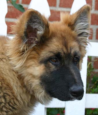 sable german shepherd stuffed animal