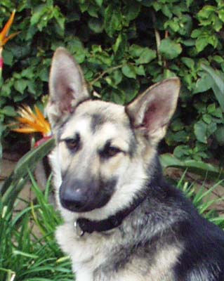 silvertip german shepherd