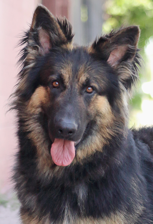 Westside German Shepherd Rescue Of Los Angeles