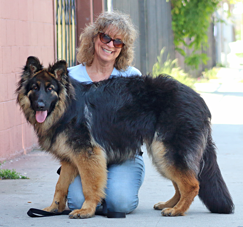 Westside German Shepherd Rescue Of Los Angeles