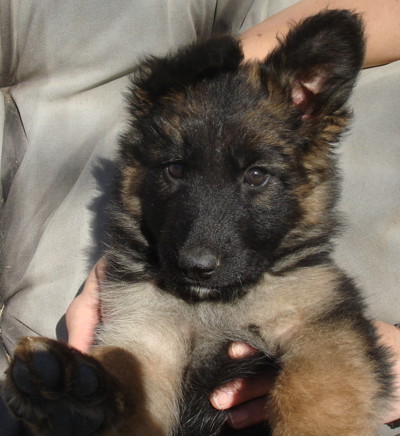 Westside German Shepherd Rescue Of Los Angeles