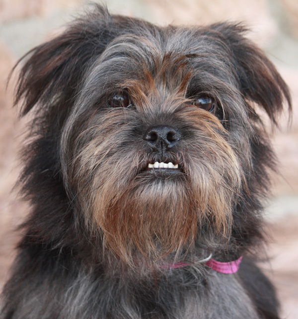 german shepherd shih tzu mix