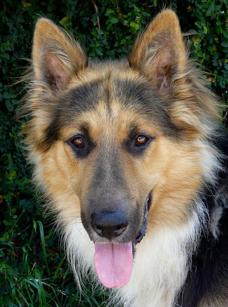 Westside German Shepherd Rescue Of Los Angeles