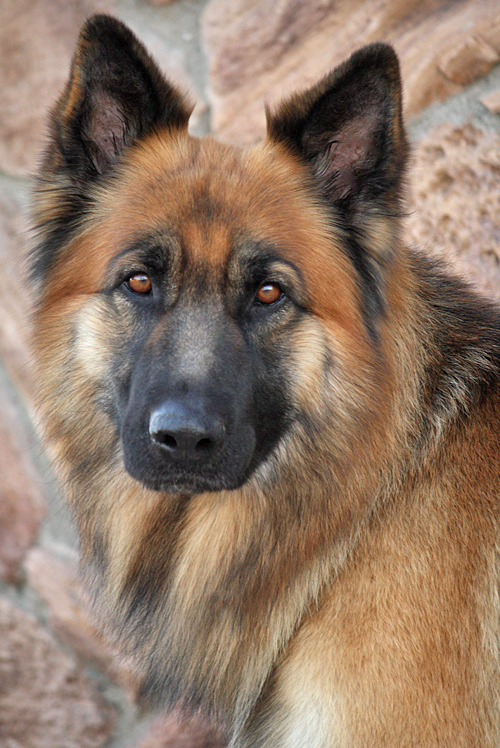 Westside German Shepherd Rescue Of Los Angeles