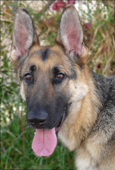 kennel goldberg german shepherd dogs