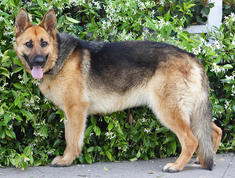 Westside German Shepherd Rescue of Los Angeles