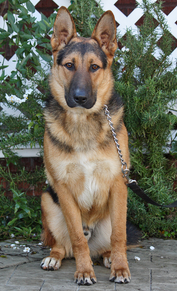 Pay Shell Credit Card >> Westside German Shepherd Rescue of Los Angeles Pay Shell Credit Card >> Westside German Shepherd Rescue of Los Angeles