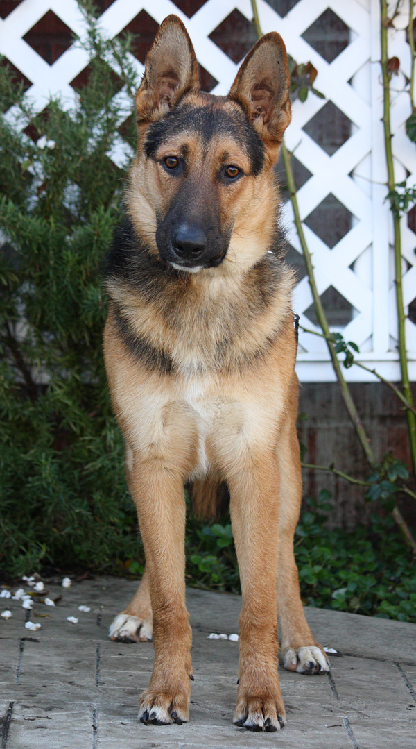 Pay Shell Credit Card >> Westside German Shepherd Rescue of Los Angeles Pay Shell Credit Card >> Westside German Shepherd Rescue of Los Angeles
