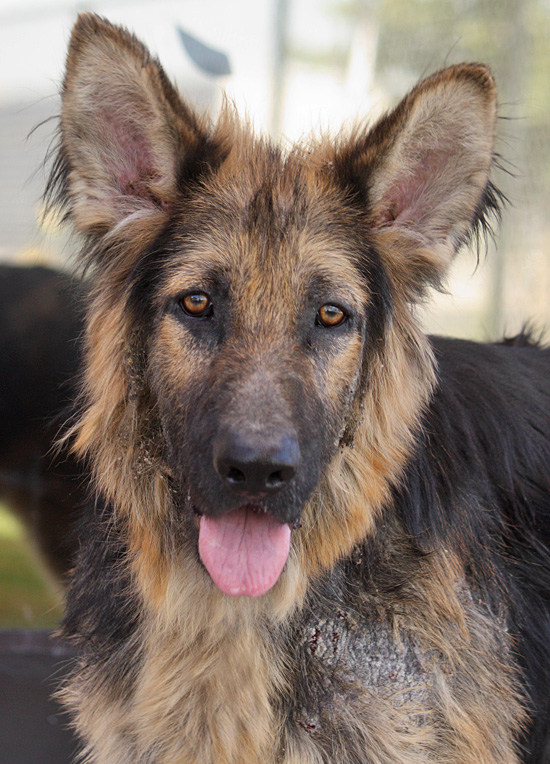 Westside German Shepherd Rescue of Los Angeles