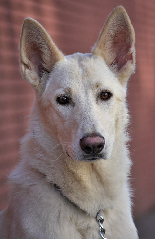 Westside German Shepherd Rescue Of Los Angeles