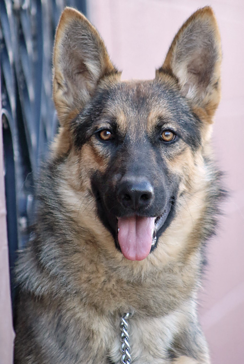 Westside German Shepherd Rescue of Los Angeles