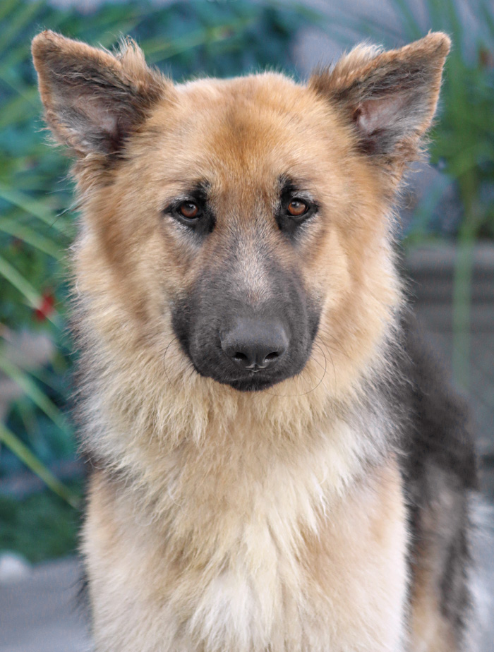 Westside German Shepherd Rescue of Los Angeles