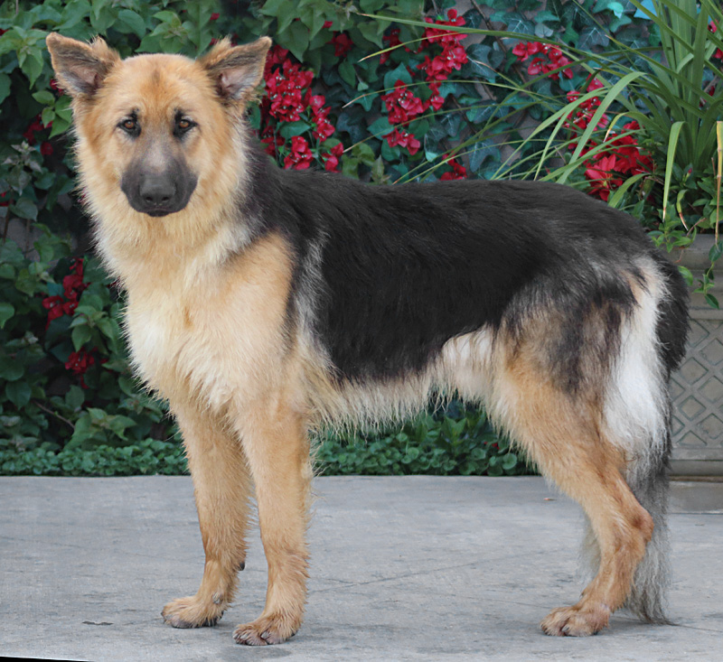 Westside German Shepherd Rescue of Los Angeles