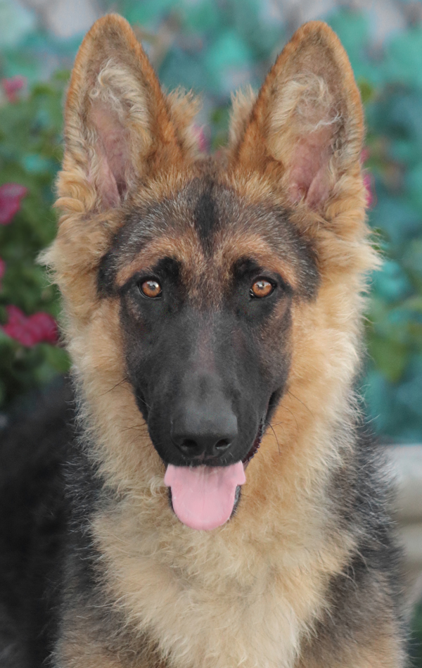 Westside German Shepherd Rescue of Los Angeles