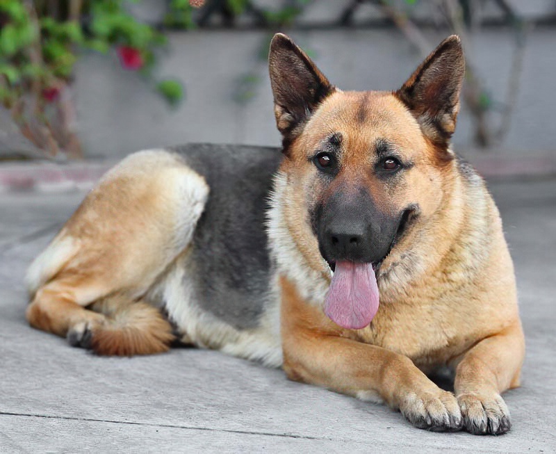 Westside German Shepherd Rescue of Los Angeles