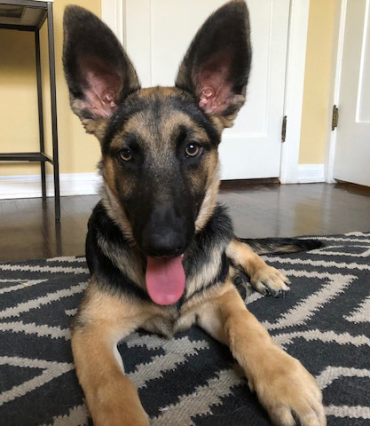 Westside German Shepherd Rescue of Los Angeles