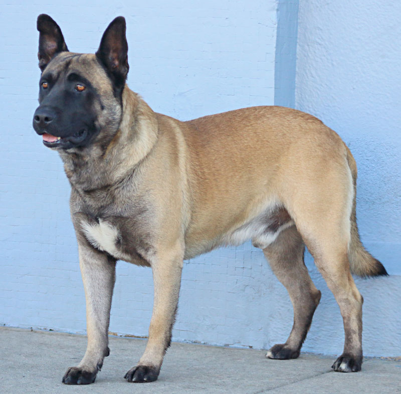 Westside German Shepherd Rescue of Los Angeles