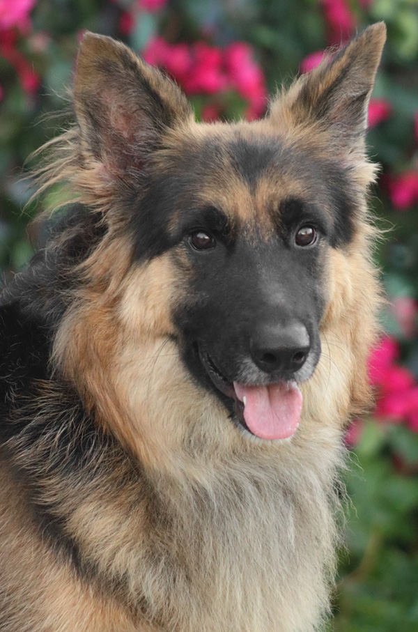 Westside German Shepherd Rescue of Los Angeles