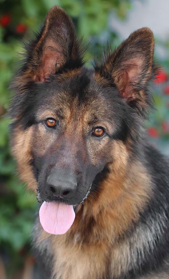 Westside German Shepherd Rescue of Los Angeles