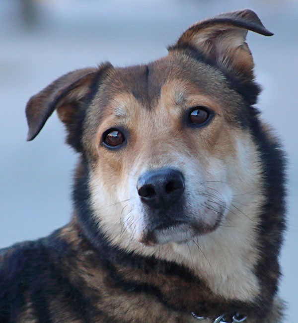 Westside German Shepherd Rescue Of Los Angeles