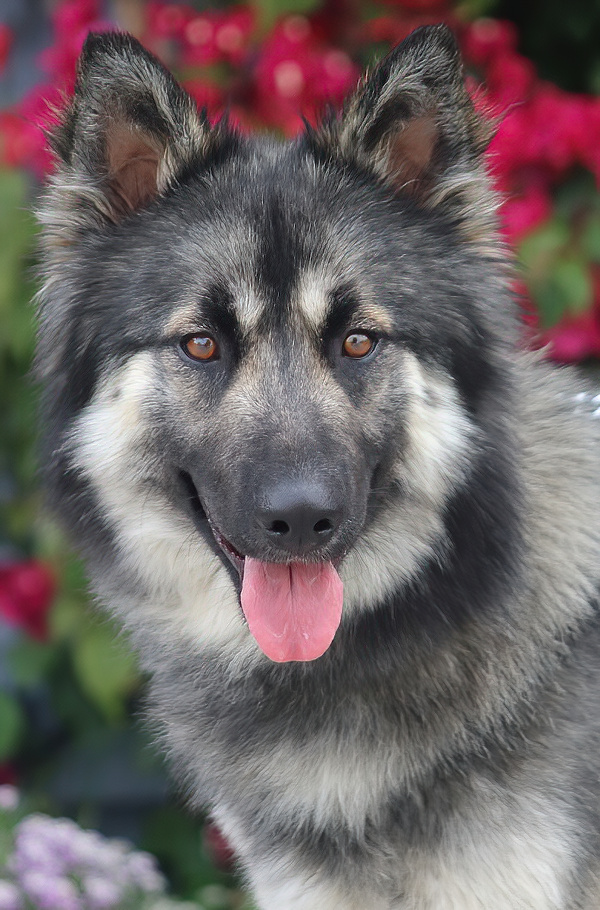 Westside German Shepherd Rescue of Los Angeles