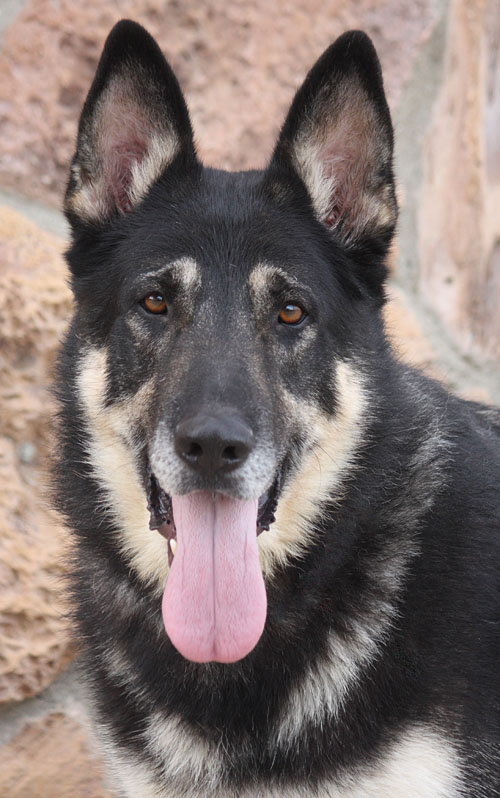 Westside German Shepherd Rescue of Los Angeles