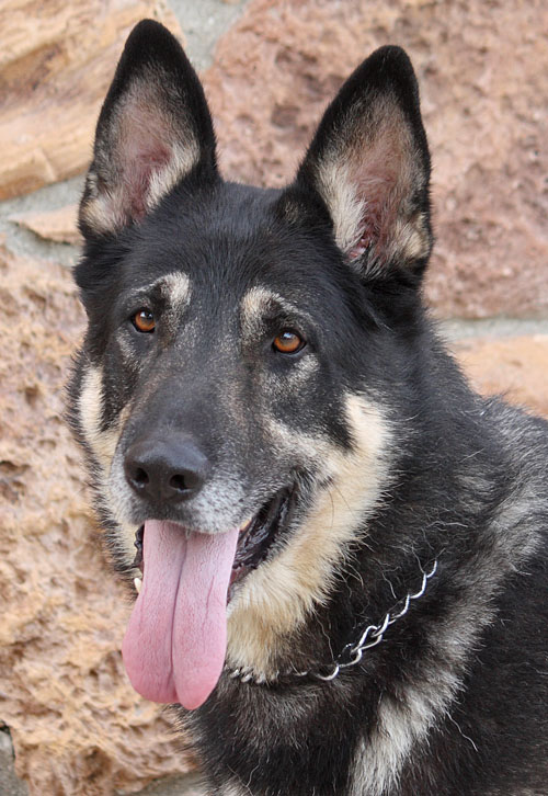 Westside German Shepherd Rescue of Los Angeles