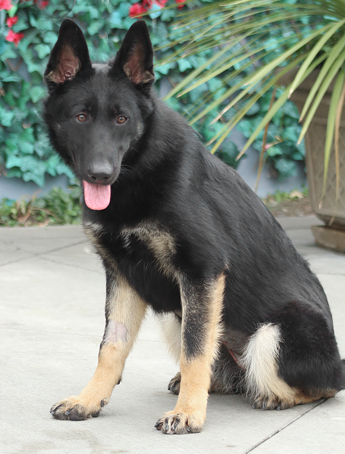 Westside German Shepherd Rescue of Los Angeles