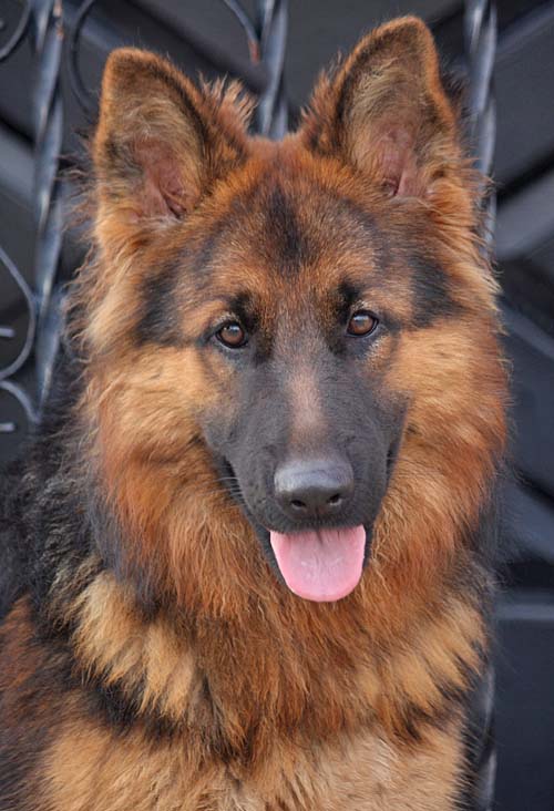 Westside German Shepherd Rescue of Los Angeles