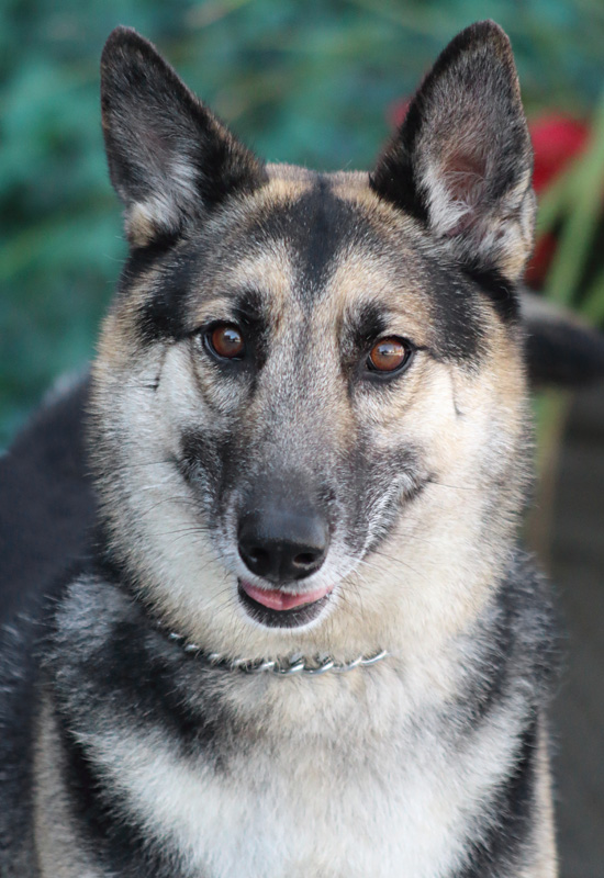 Westside German Shepherd Rescue of Los Angeles