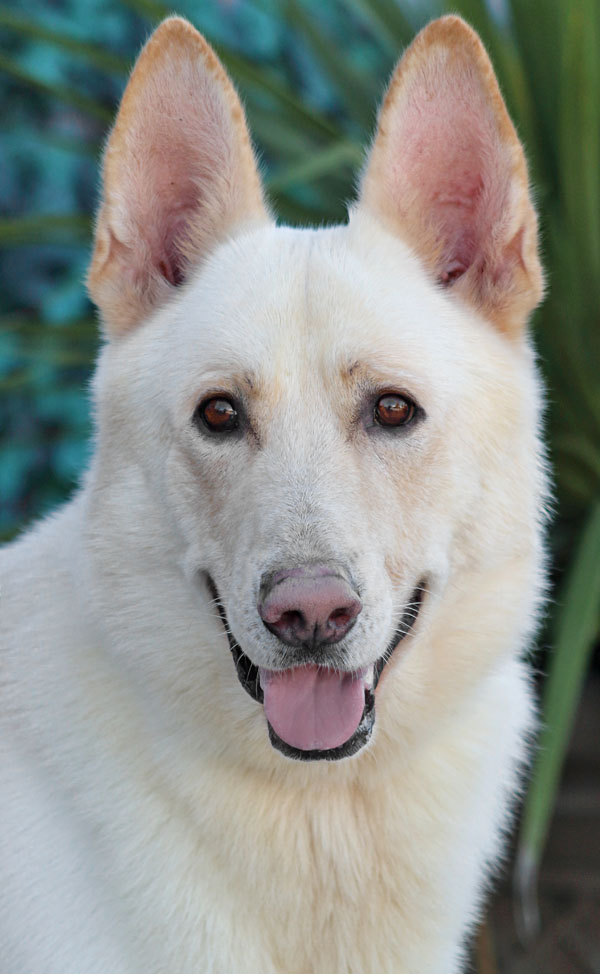 Westside German Shepherd Rescue of Los Angeles