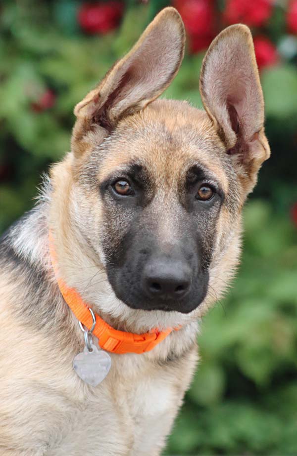 Westside German Shepherd Rescue of Los Angeles