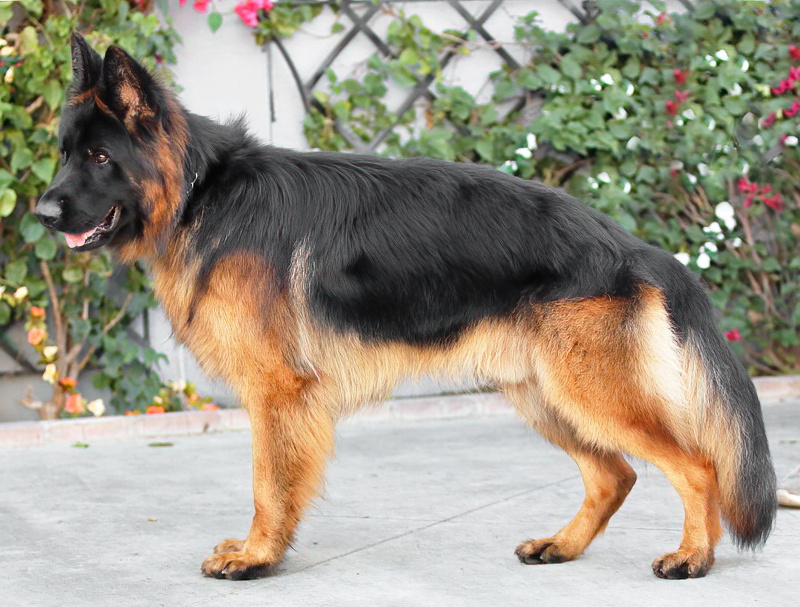 Westside German Shepherd Rescue of Los Angeles