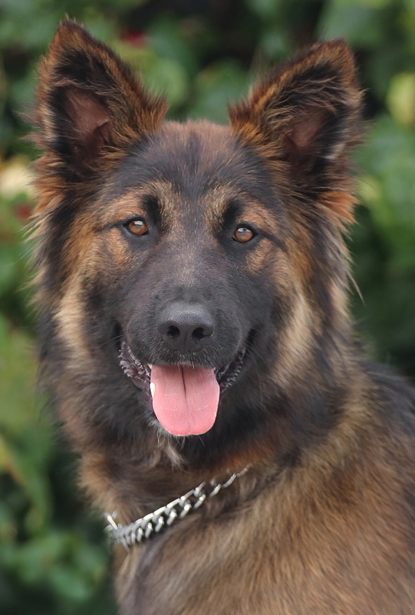 Westside German Shepherd Rescue of Los Angeles