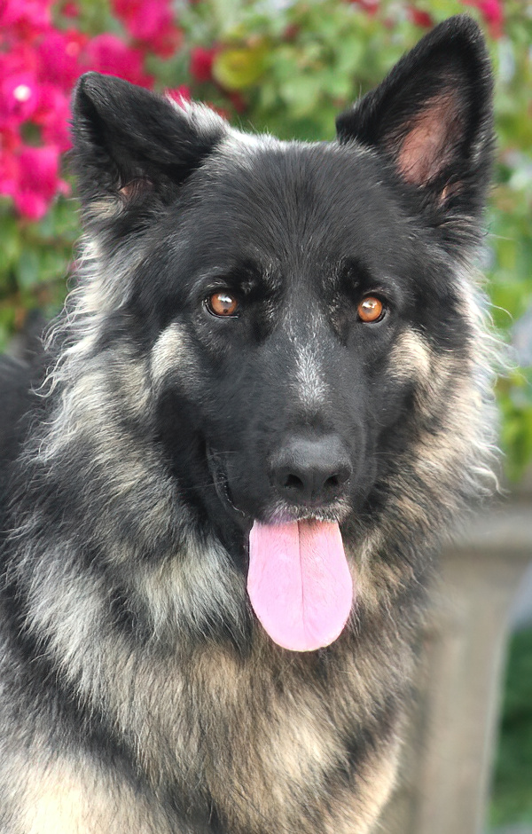 Westside German Shepherd Rescue of Los Angeles