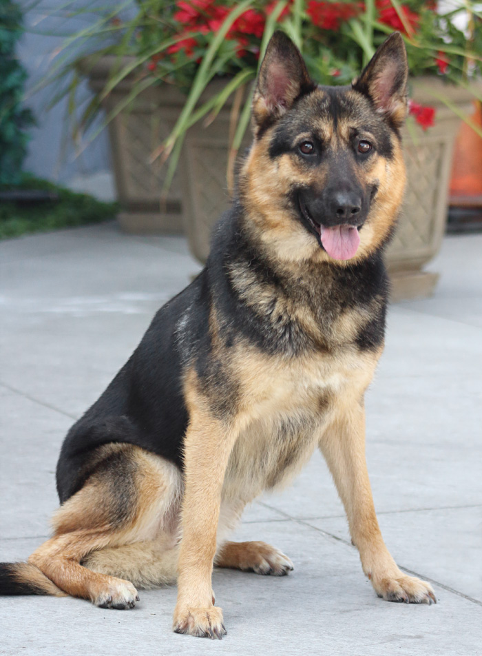 Westside German Shepherd Rescue of Los Angeles