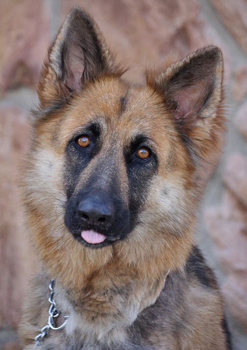 Westside German Shepherd Rescue of Los Angeles