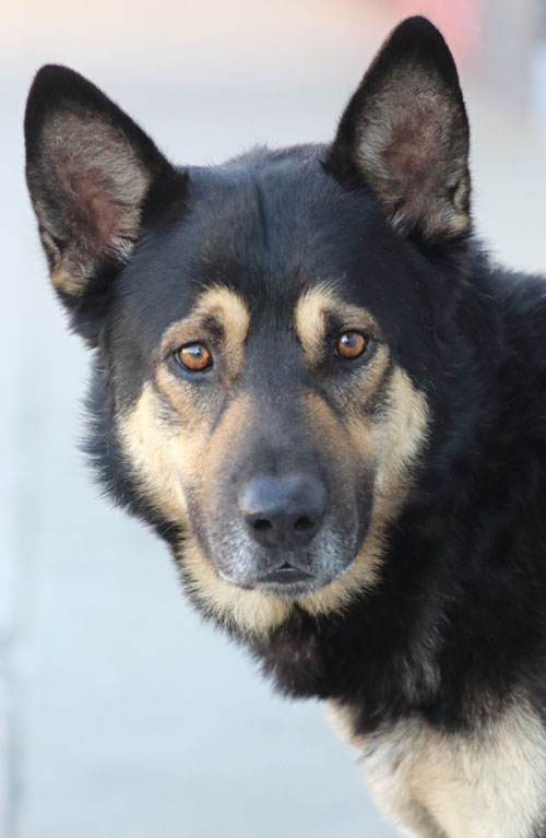 Westside German Shepherd Rescue of Los Angeles