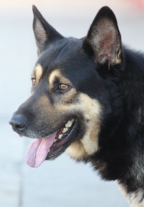 Westside German Shepherd Rescue of Los Angeles