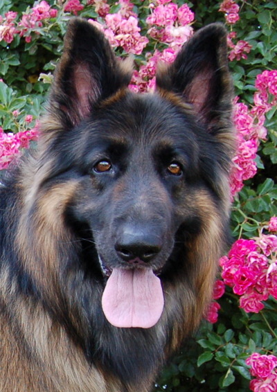 Westside German Shepherd Rescue Of Los Angeles