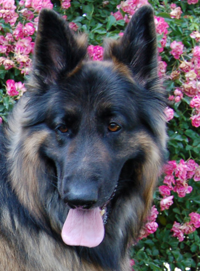 Westside German Shepherd Rescue Of Los Angeles