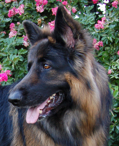 Westside German Shepherd Rescue Of Los Angeles