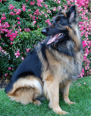 Westside German Shepherd Rescue Of Los Angeles