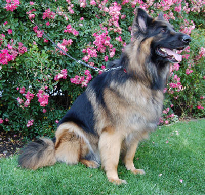 Westside German Shepherd Rescue Of Los Angeles