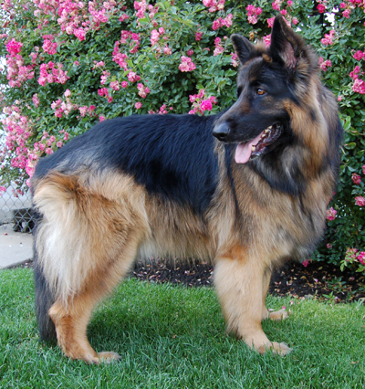 Westside German Shepherd Rescue Of Los Angeles