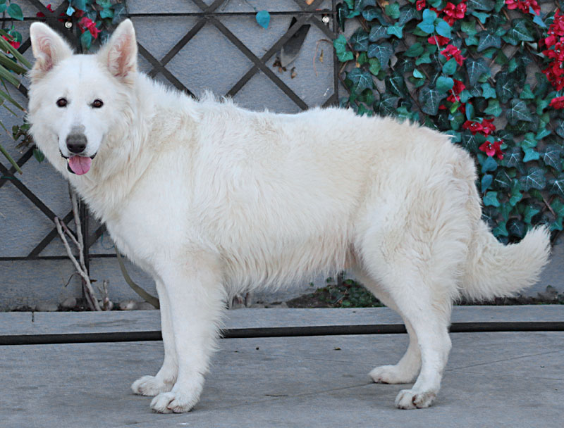 Westside German Shepherd Rescue of Los Angeles