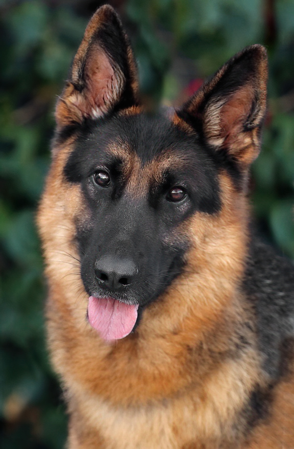 Westside German Shepherd Rescue of Los Angeles