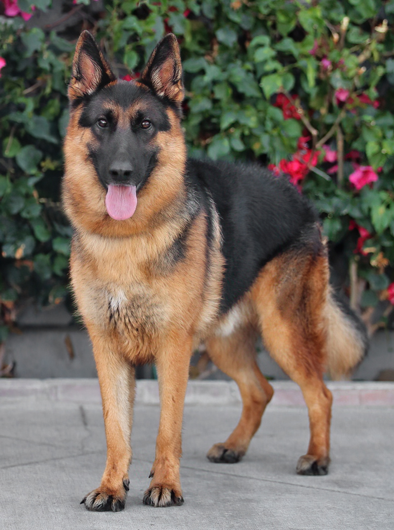 Westside German Shepherd Rescue of Los Angeles